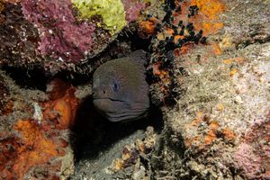 Giant Moray