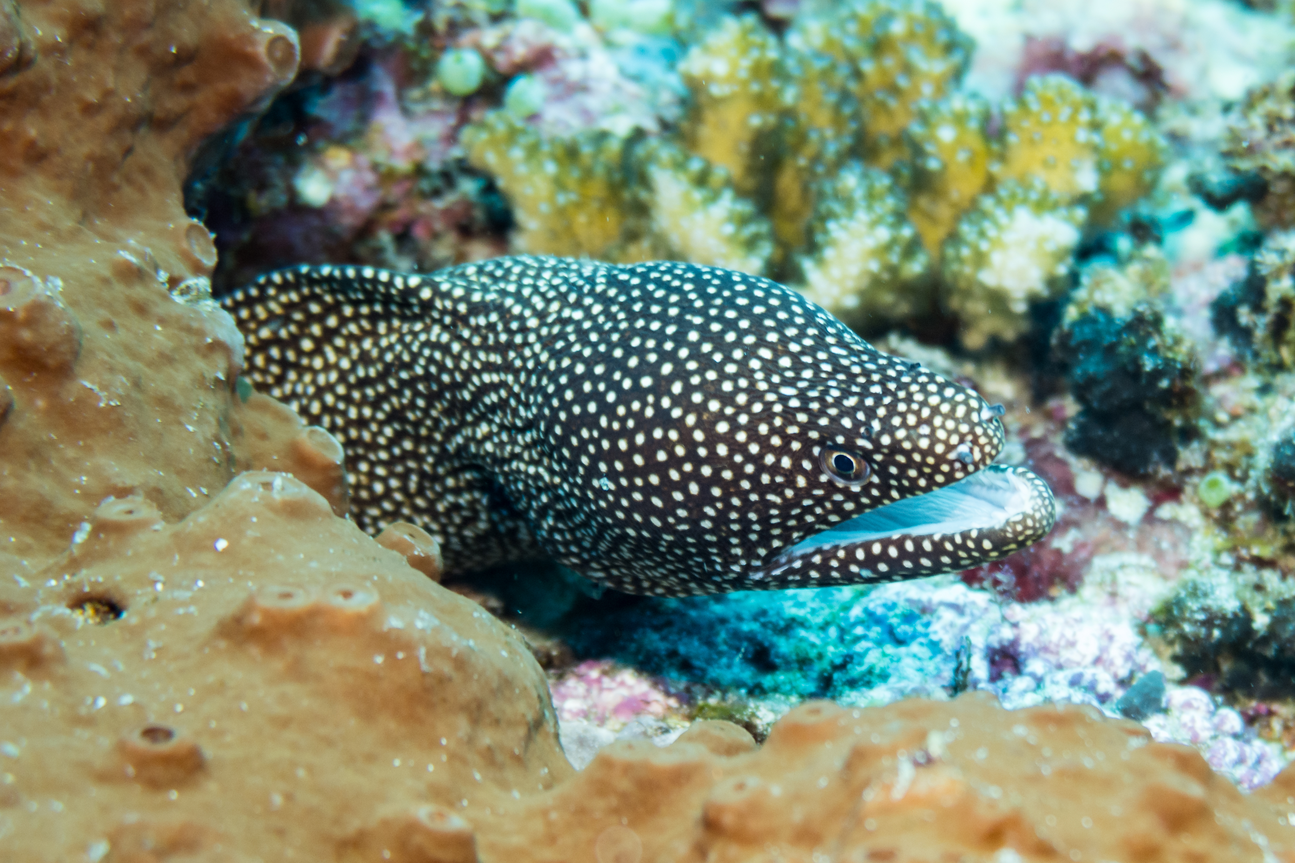 Whitemouth Moray
