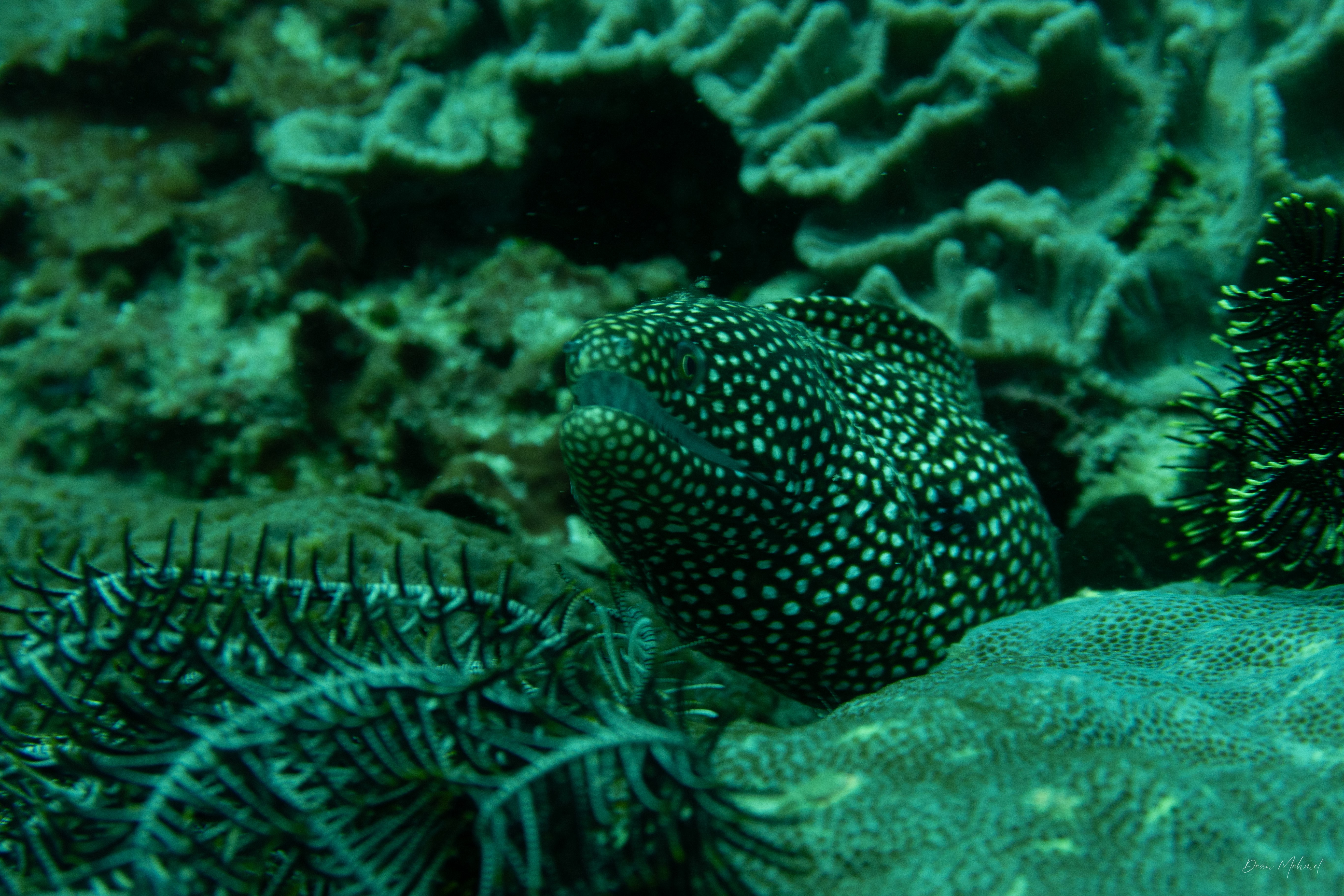 Whitemouth Moray