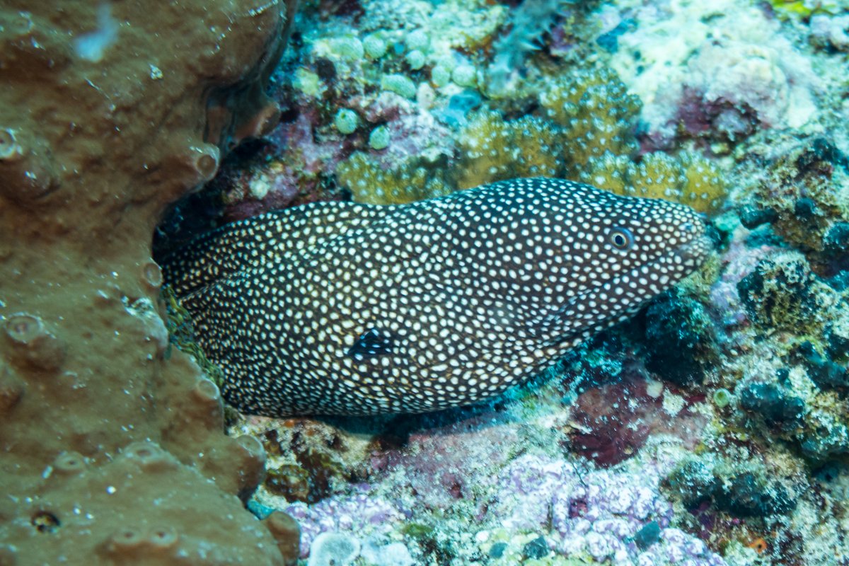 Whitemouth Moray