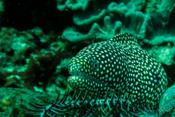 Whitemouth Moray - Puerto Galera - 21 May 2026 - Dive 2 - Fantasea Reef