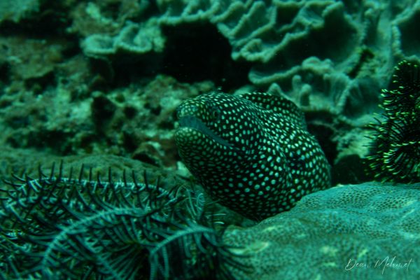 Whitemouth Moray - Puerto Galera - 21 May 2026 - Dive 2 - Fantasea Reef