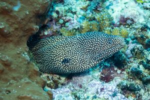 Whitemouth Moray