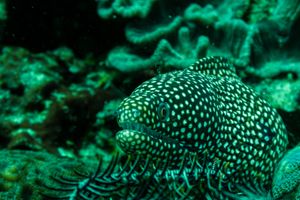 Whitemouth Moray