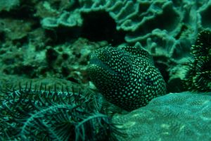 Whitemouth Moray