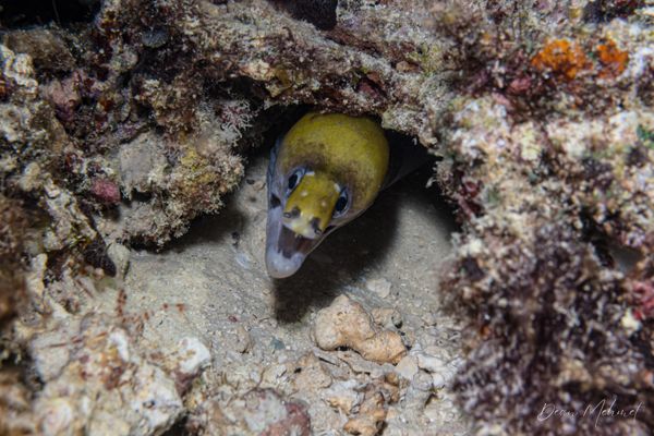 Yellow-headed Moray