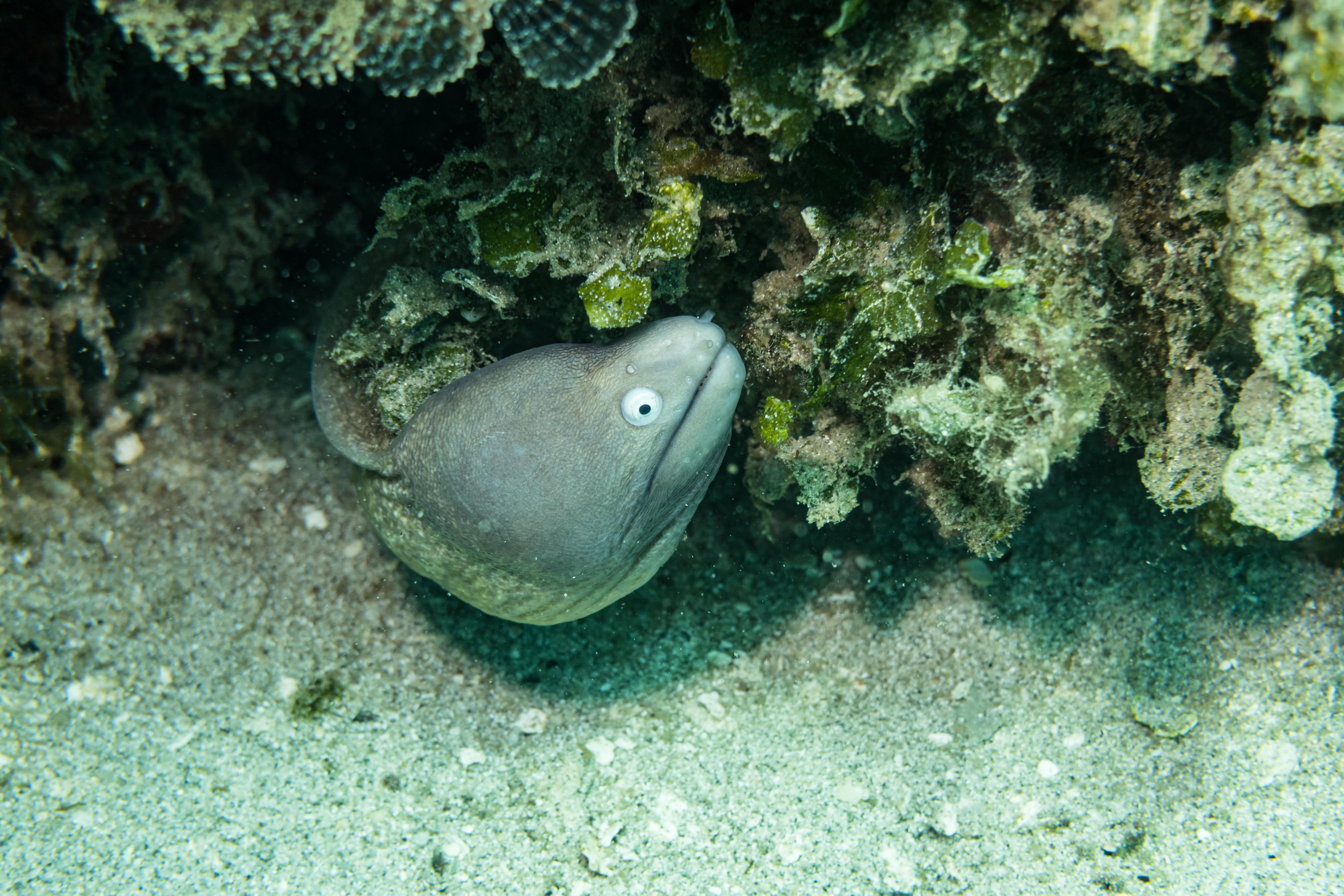White-eyed Moray