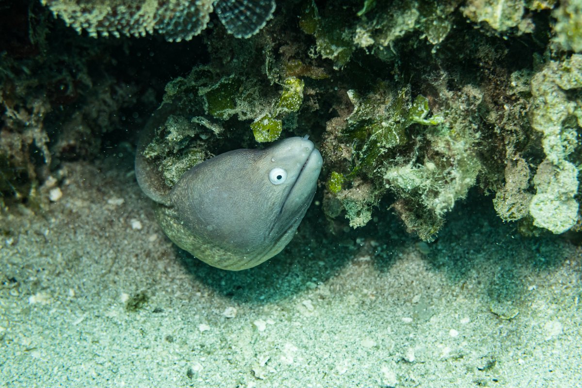 White-eyed Moray hero image