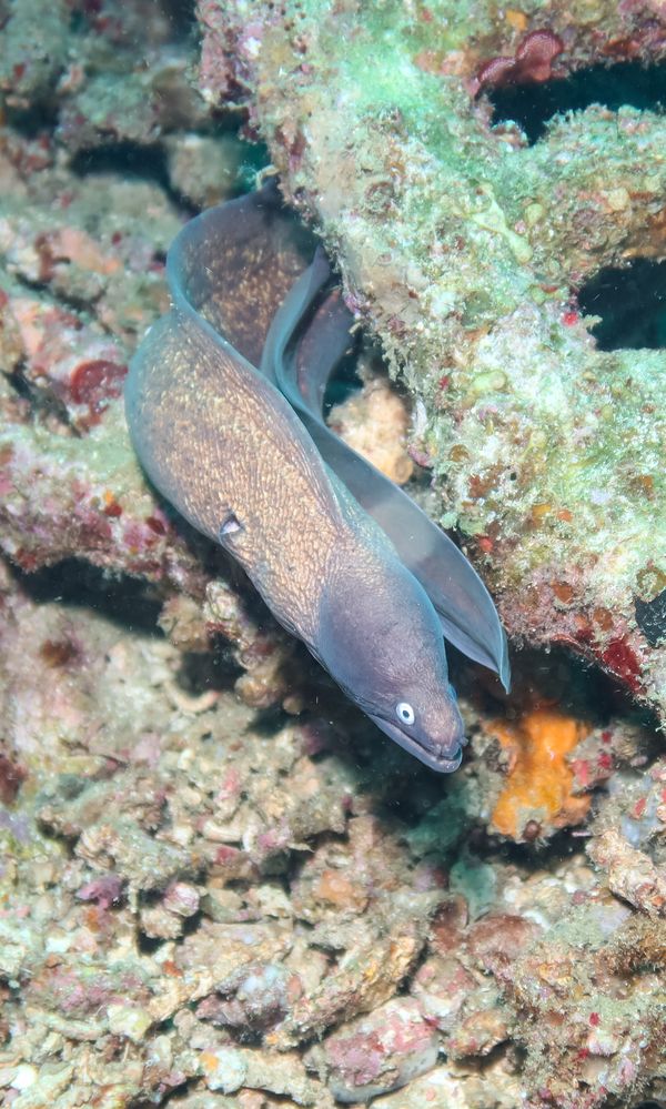 White-eyed Moray - Puerto Galera - 10 June 2025 - Dive 3