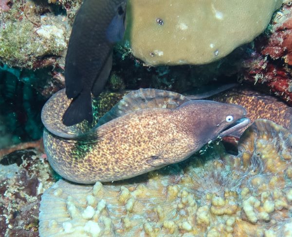 White-eyed Moray - Puerto Galera - 10 June 2025 - Dive 3