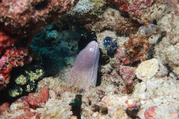 White-eyed Moray - Puerto Galera - 10 June 2025 - Dive 3