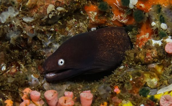 White-eyed Moray - Anilao / Jun 12, 2025