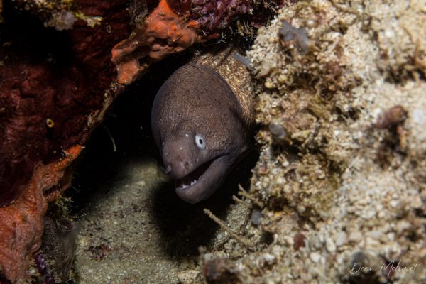 White-eyed Moray - Moalboal, Philippines - 8 August 2026 - Dive 1 - White Beach (North)