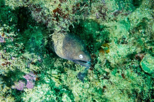 White-eyed Moray - Photo 7