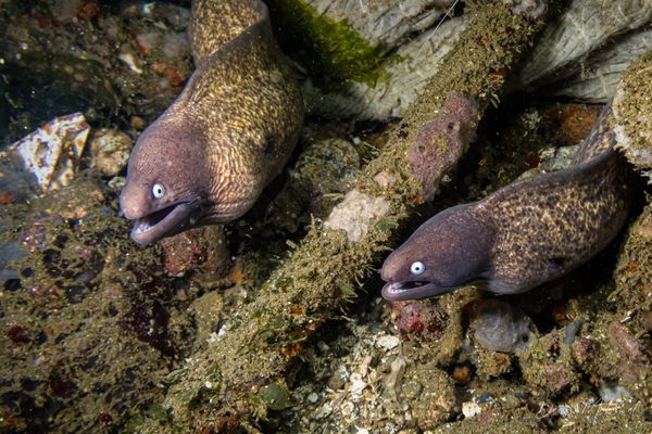 White-eyed Moray
