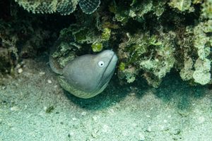 White-eyed Moray