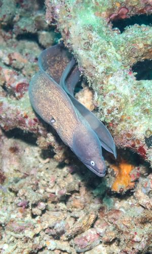 White-eyed Moray