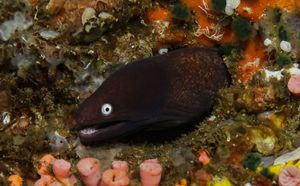 White-eyed Moray
