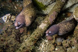 White-eyed Moray