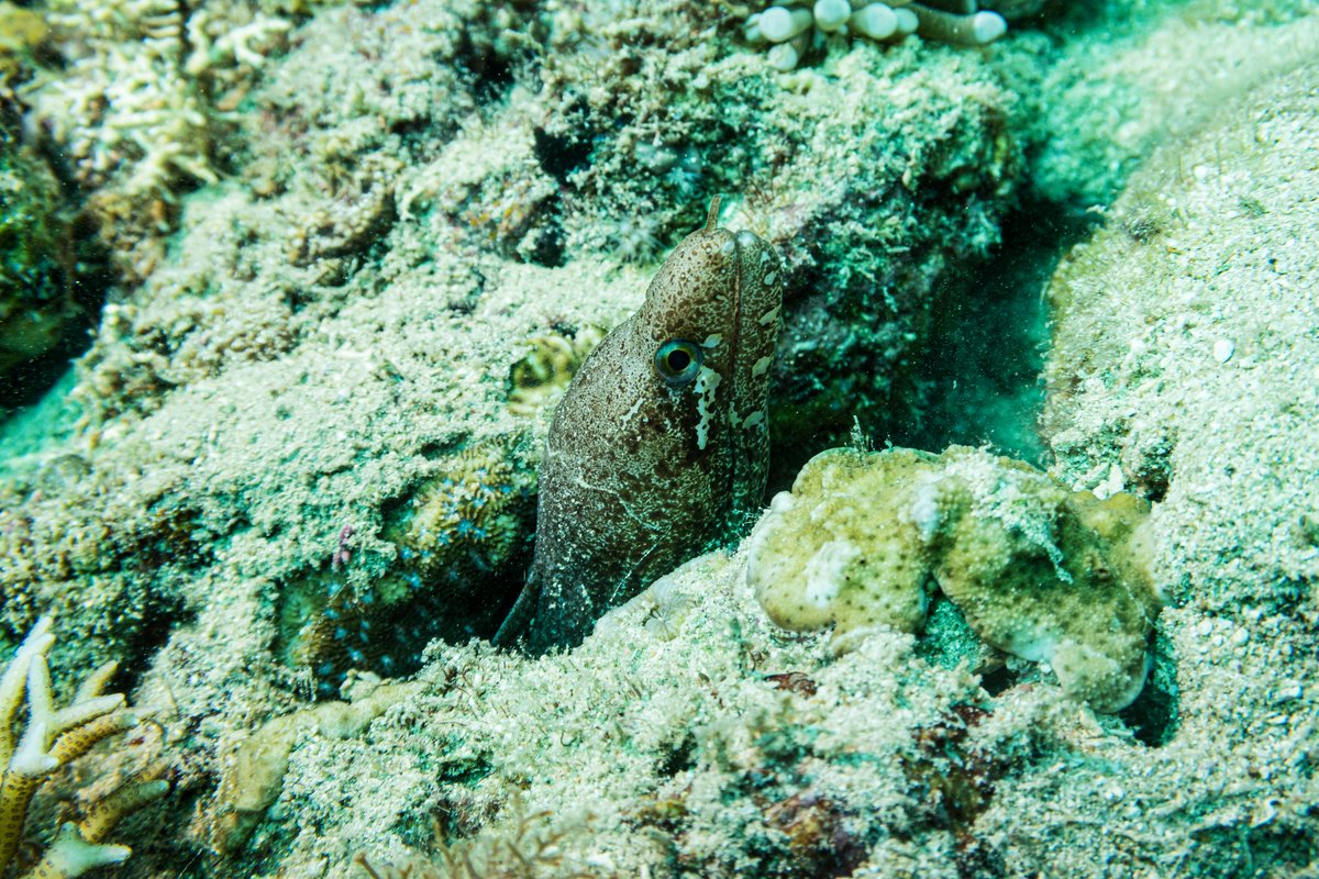Barred-fin Moray