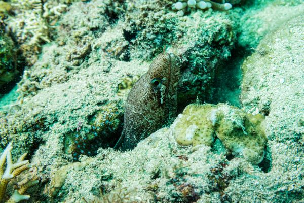 Barred-fin Moray