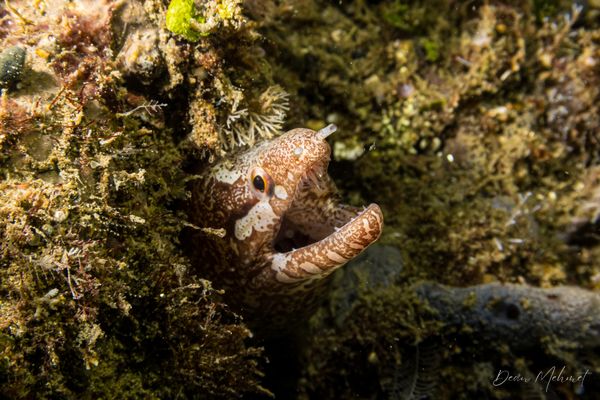 Barred-fin Moray