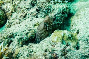 Barred-fin Moray