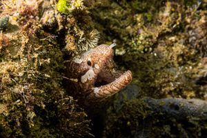 Barred-fin Moray