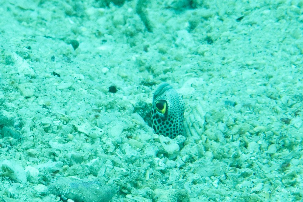Spotted Garden Eel