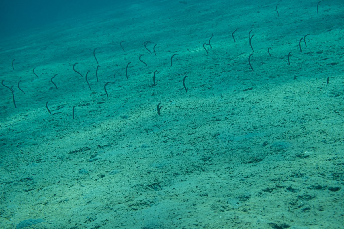 Brown Garden Eel