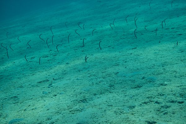 Brown Garden Eel