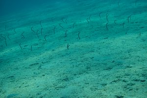 Brown Garden Eel