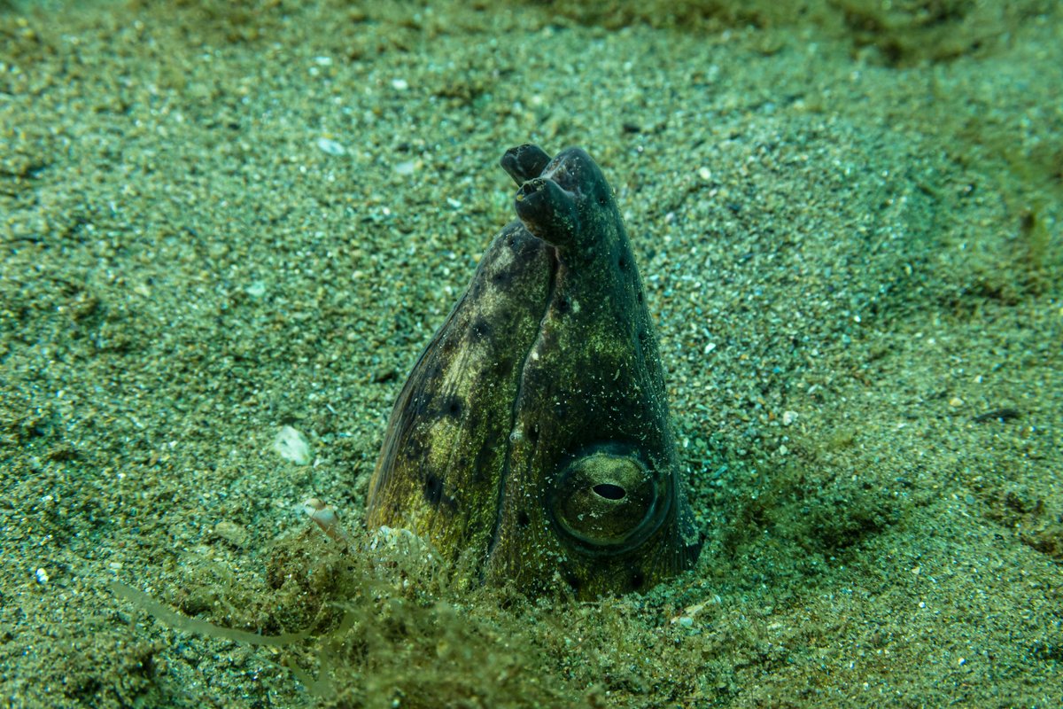 Black-finned Snake Eel