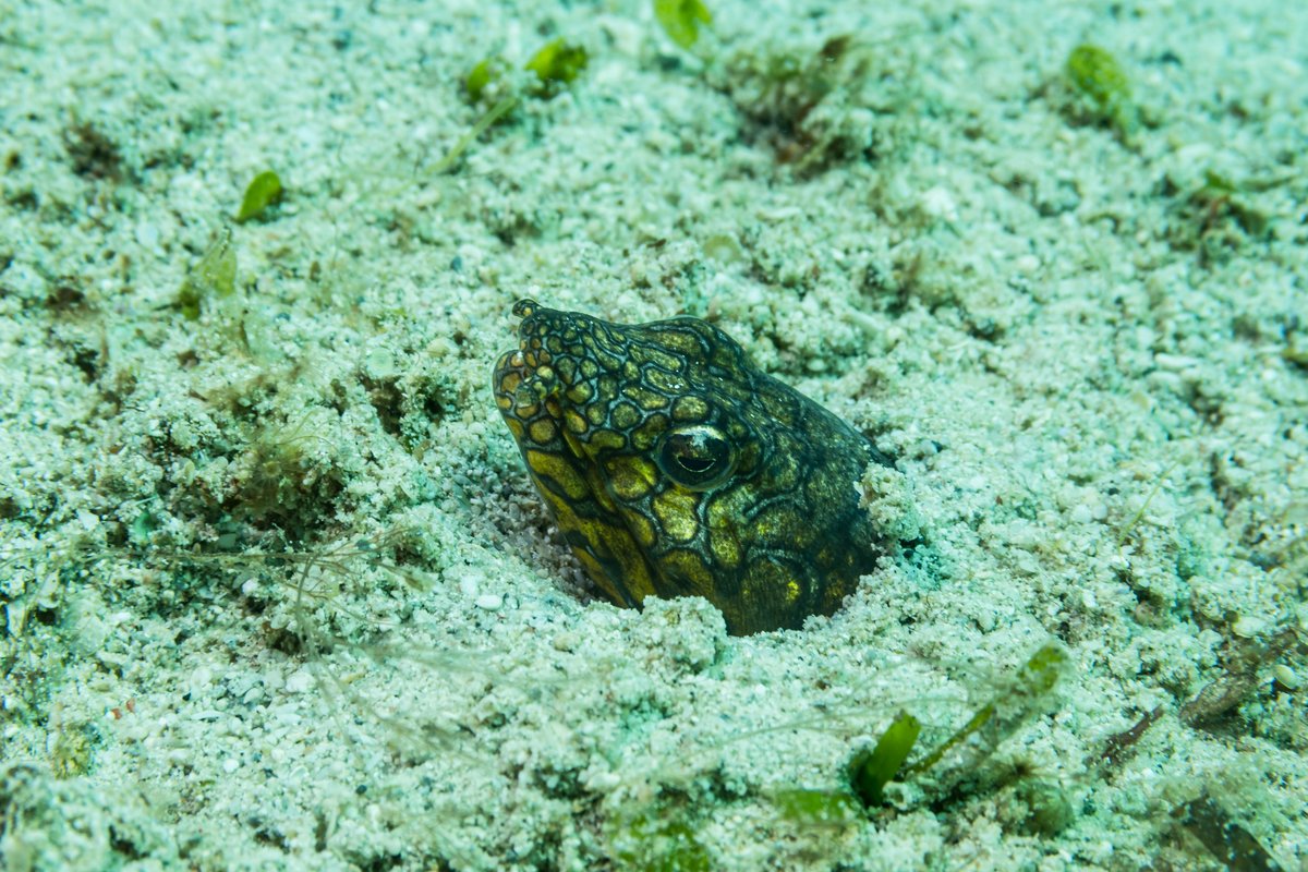 Napoleon Snake Eel