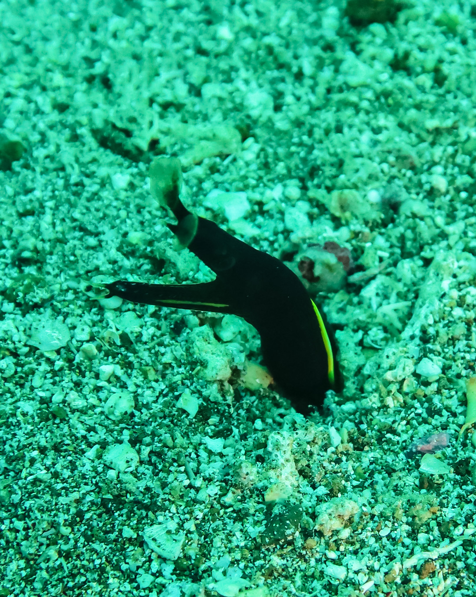 Ribbon Eel