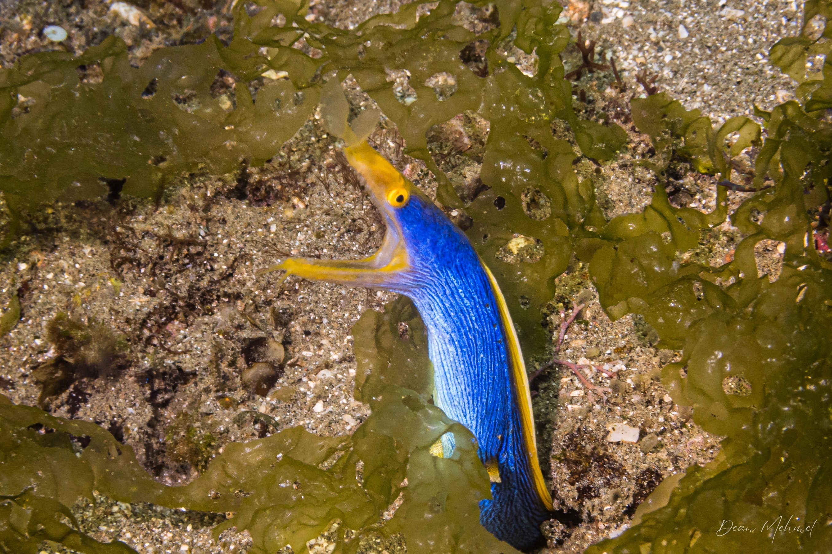 Ribbon Eel