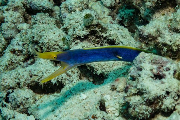 Ribbon Eel