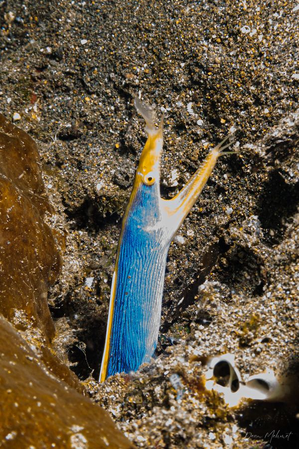 Ribbon Eel