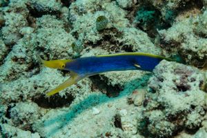 Ribbon Eel representative species