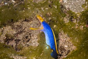 Ribbon Eel