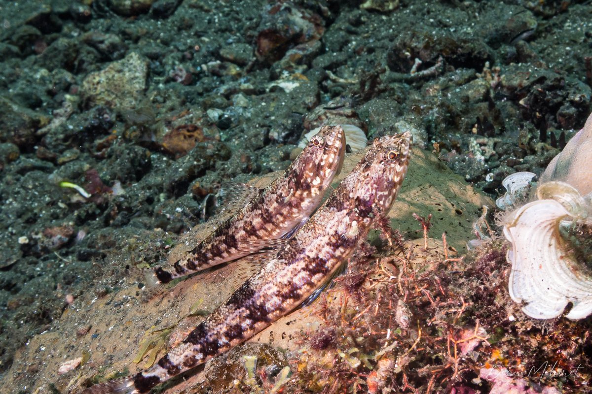 Tailspot Lizardfish hero image