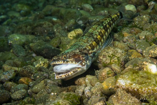 Tailspot Lizardfish