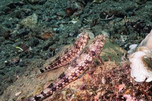 Tailspot Lizardfish