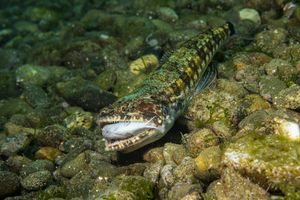 Tailspot Lizardfish