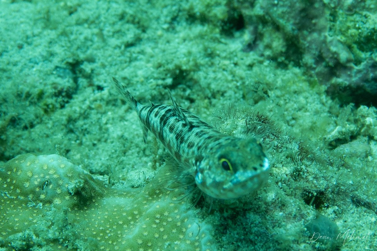 Variegated Lizardfish