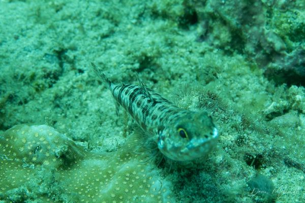 Variegated Lizardfish - Puerto Galera - 21 May 2026 - Dive 2 - Fantasea Reef