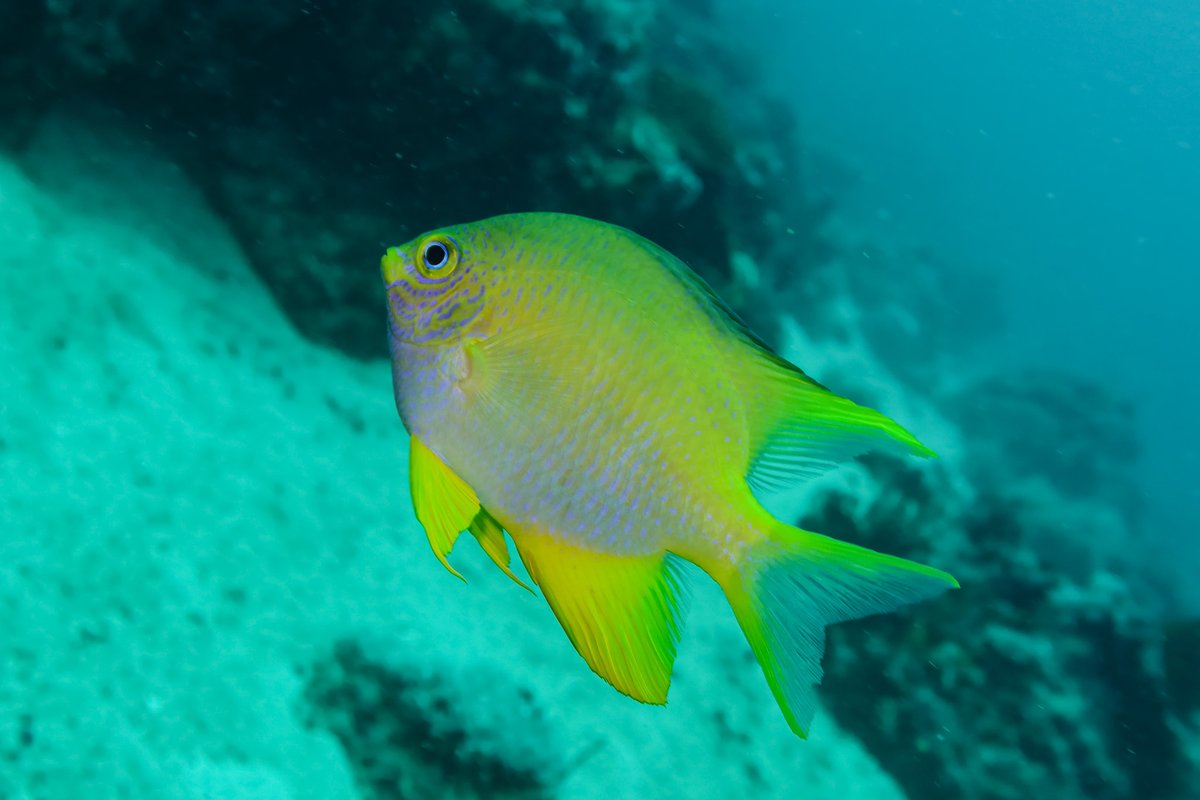 Golden Damselfish hero image