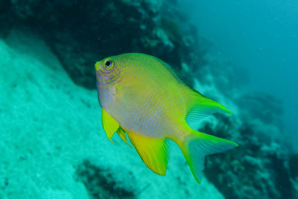 Golden Damselfish - Puerto Galera - 9 June 2025 - Dive 0