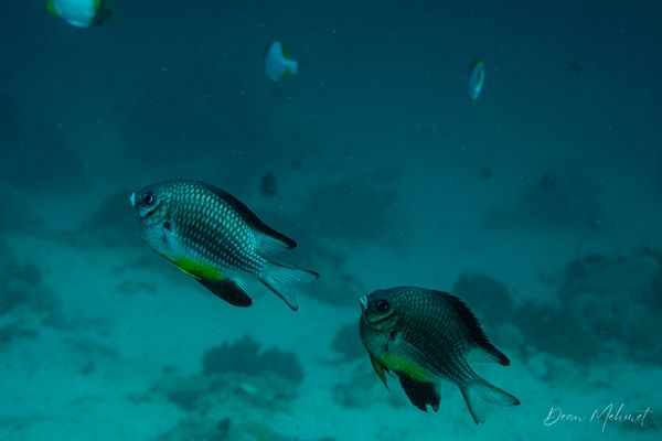 Whitebelly Damsel - Puerto Galera - 21 May 2026 - Dive 1 - Ernie's Point