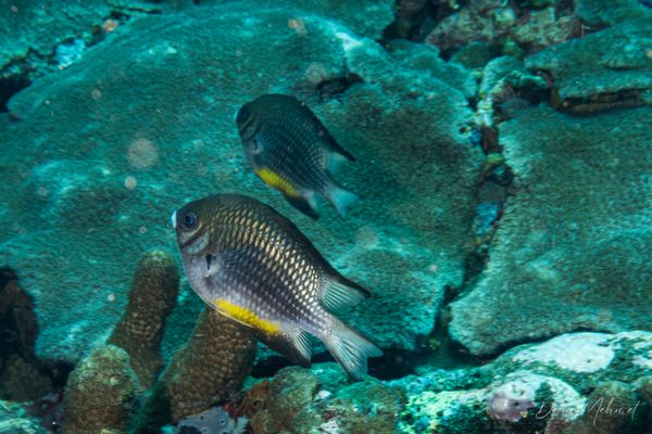 Whitebelly Damsel - Amed, Bali - 4 July 2026 - Dive 2 - Senta